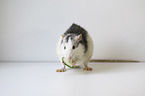 fressende Ratte