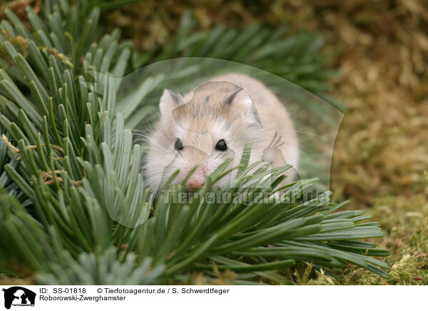 Roborowski-Zwerghamster / Roborovski's dwarf hamster / SS-01818