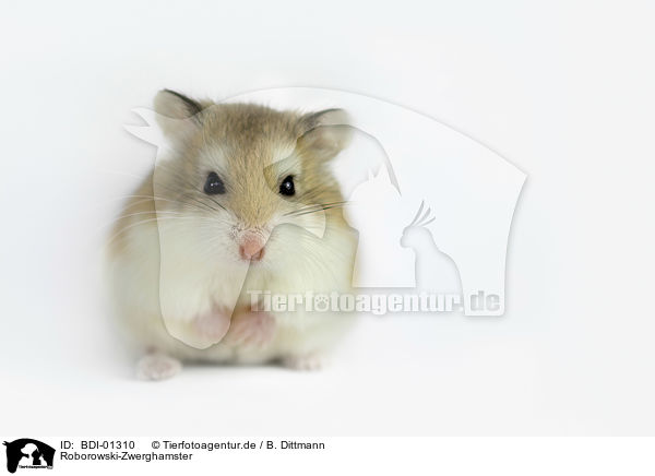 Roborowski-Zwerghamster / Roborovski hamster / BDI-01310