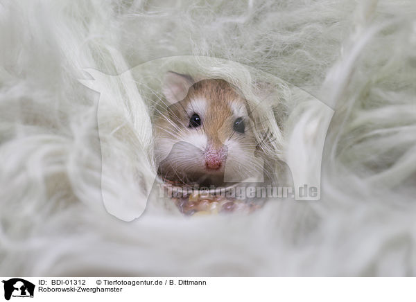 Roborowski-Zwerghamster / Roborovski hamster / BDI-01312