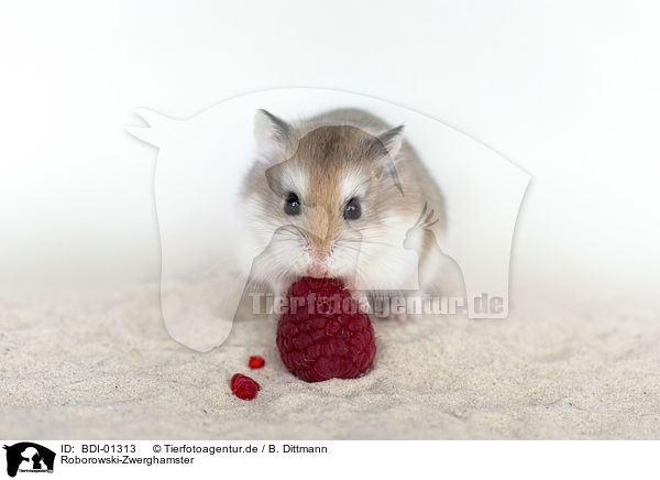 Roborowski-Zwerghamster / Roborovski hamster / BDI-01313