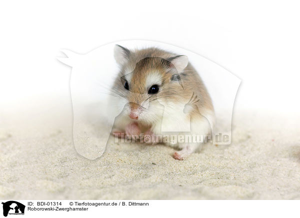 Roborowski-Zwerghamster / Roborovski hamster / BDI-01314