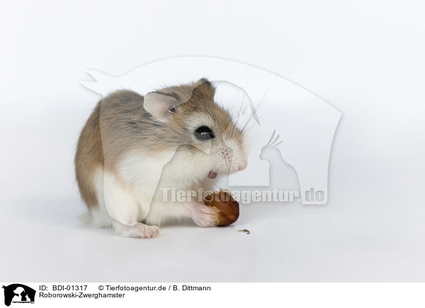 Roborowski-Zwerghamster / Roborovski hamster / BDI-01317
