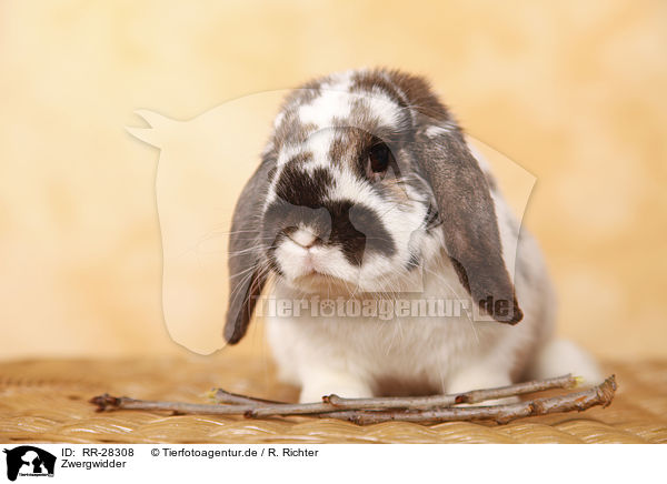 Zwergwidder / dwarf lop / RR-28308