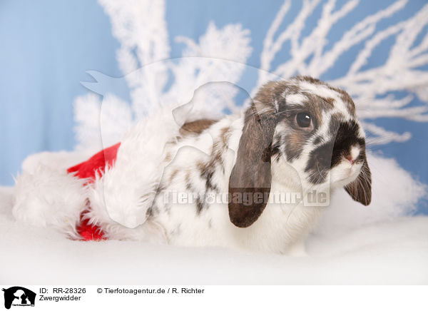 Zwergwidder / dwarf lop / RR-28326