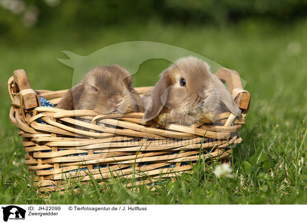 Zwergwidder / Mini Lop / JH-22099