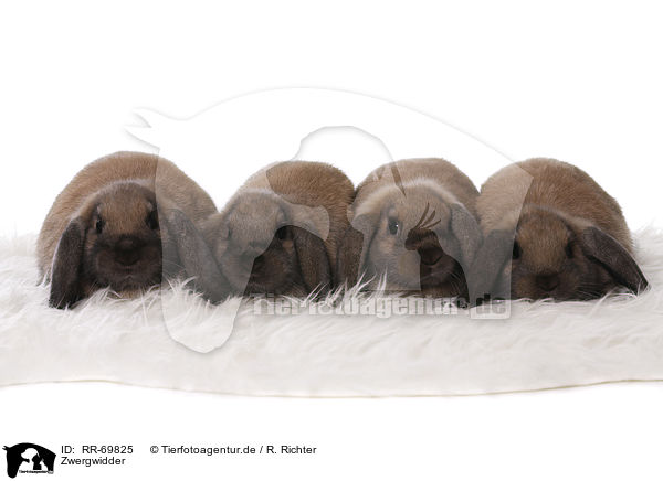 Zwergwidder / Mini Lop / RR-69825
