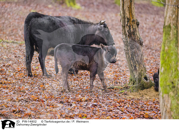 Dahomey-Zwergrinder / Dahomey dwarf cattle / PW-14802