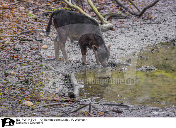 Dahomey-Zwergrind / PW-14804