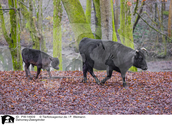 Dahomey-Zwergrinder / PW-14809