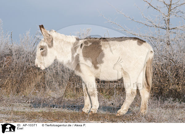 Esel / donkey / AP-10371