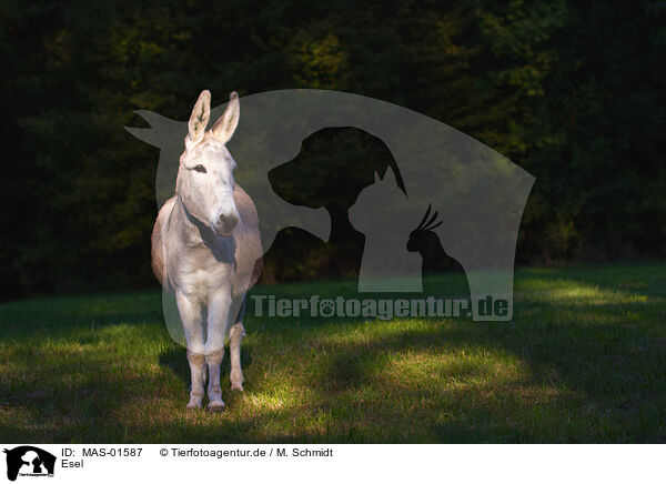 Esel / donkey / MAS-01587