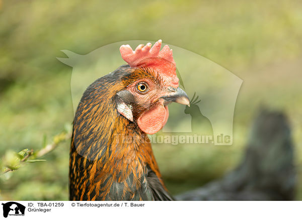 Gr�nleger / green egg layer / TBA-01259