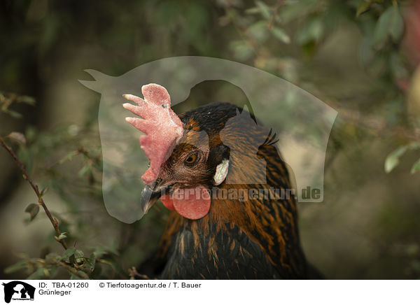 Gr�nleger / TBA-01260