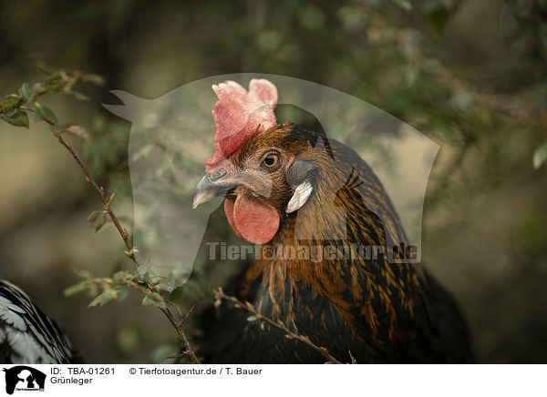 Gr�nleger / TBA-01261