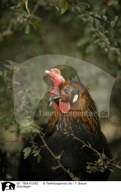 Gr�nleger / TBA-01262