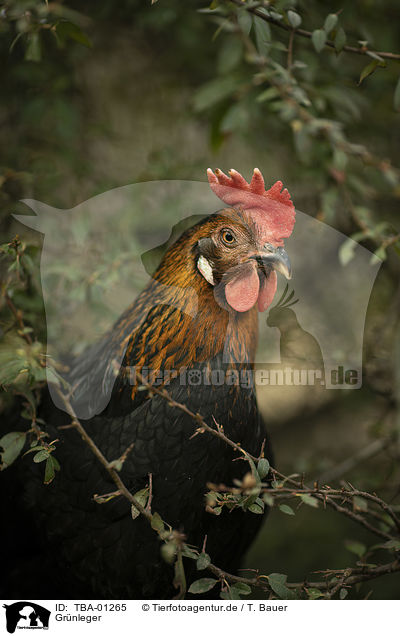 Gr�nleger / TBA-01265