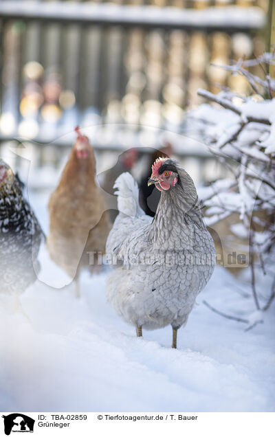 Gr�nleger / TBA-02859