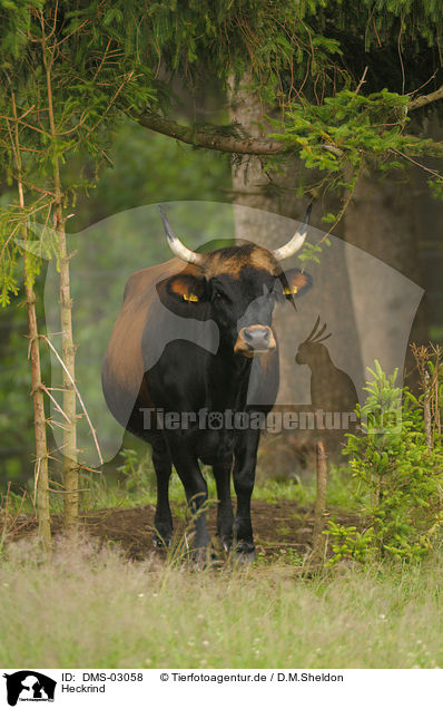 Heckrind / cow / DMS-03058