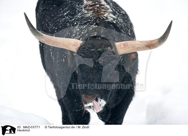 Heckrind / cattle / MAZ-03771