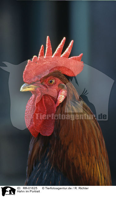 Hahn im Portrait / cock Portrait / RR-01625