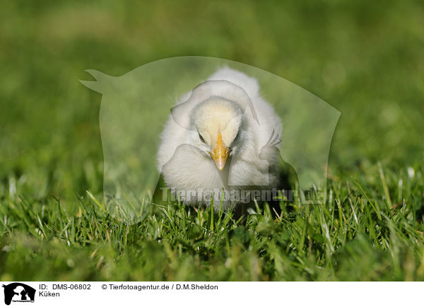 K�ken / chick / DMS-06802