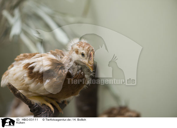 K�ken / Chicken / HBO-03111