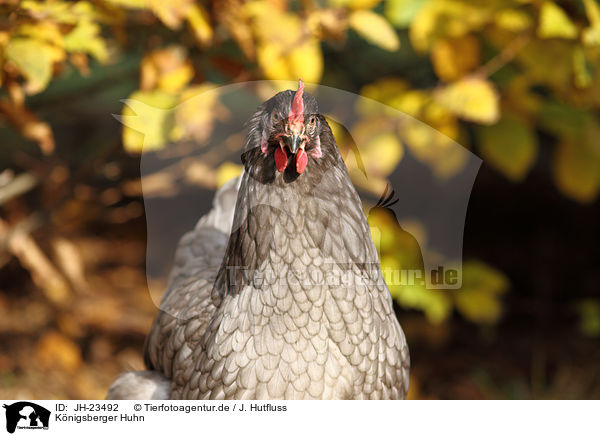 K�nigsberger Huhn / koenigsberger chicken / JH-23492