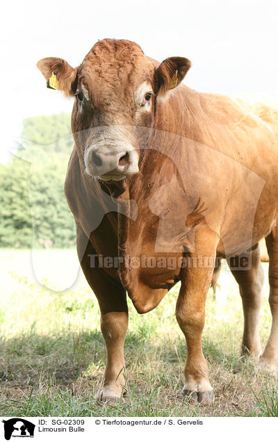 Limousin Bulle / SG-02309