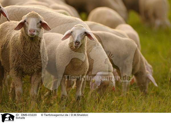 Schafe / sheeps / DMS-03220