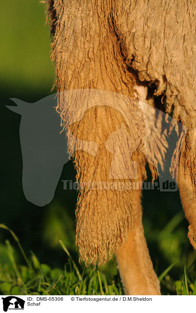 Schaf / sheep / DMS-05306