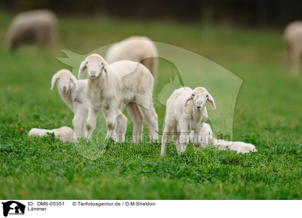 L�mmer / lambs / DMS-05351