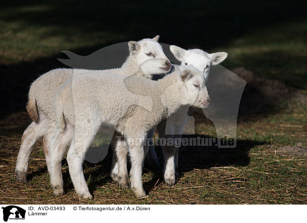 L�mmer / lambs / AVD-03493