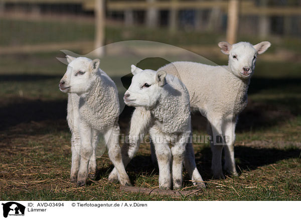 L�mmer / lambs / AVD-03494