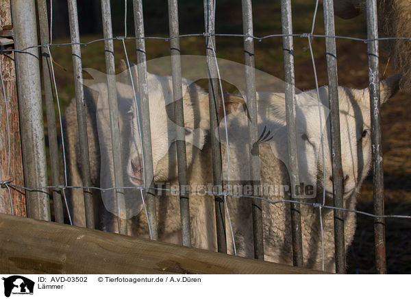 L�mmer / lambs / AVD-03502