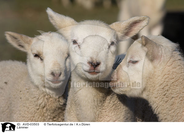 L�mmer / lambs / AVD-03503