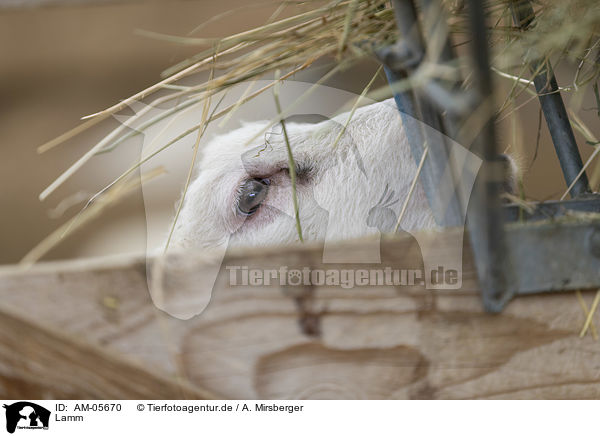 Lamm / lamb / AM-05670
