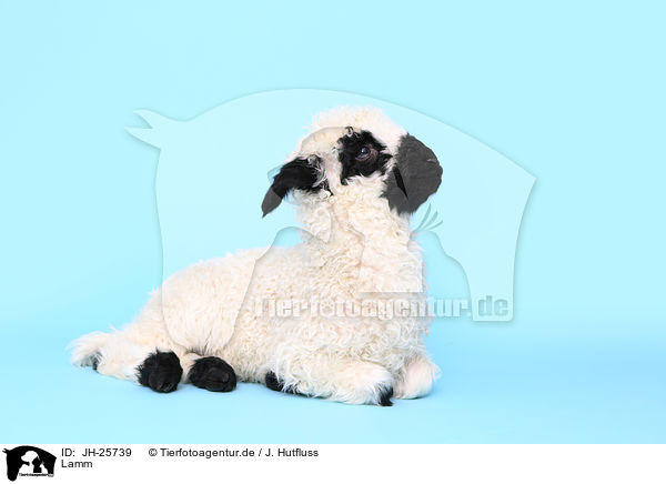 Lamm / lamb / JH-25739