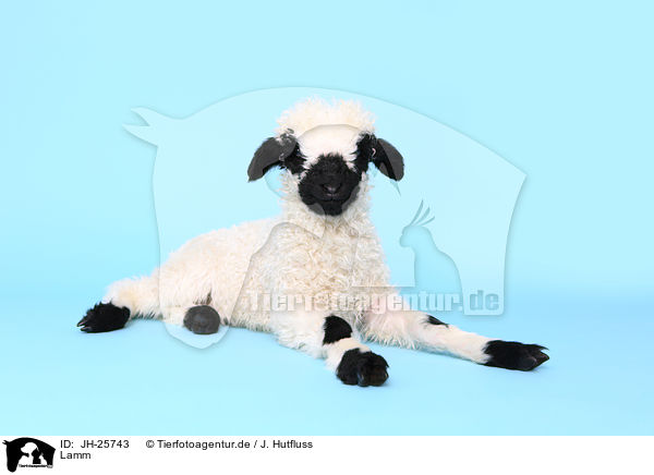 Lamm / lamb / JH-25743
