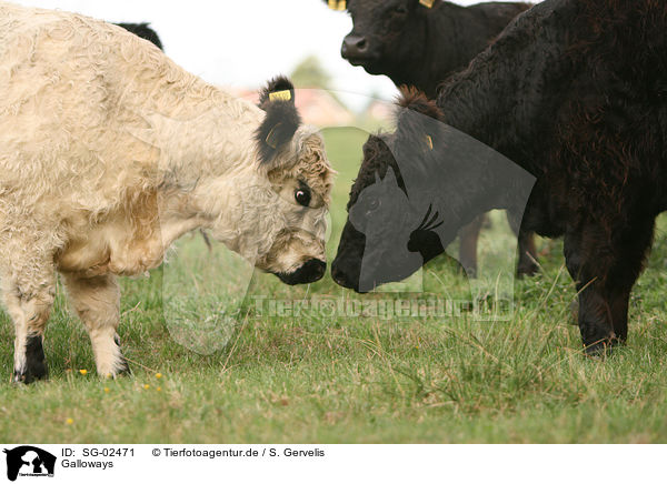 Galloways / Galloways / SG-02471