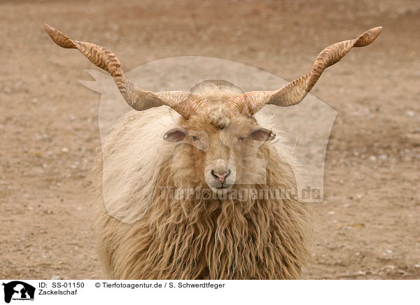 Zackelschaf / Wallachian sheep / SS-01150