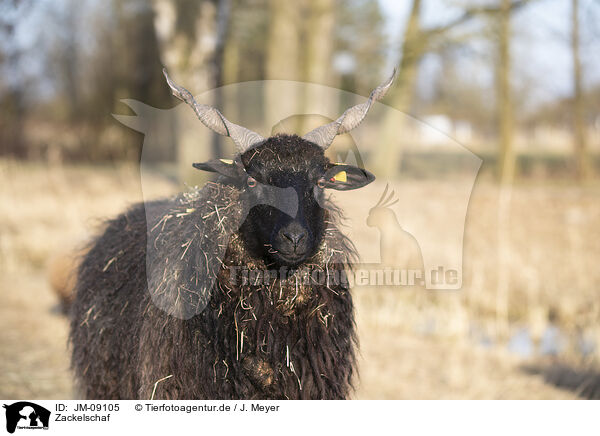Zackelschaf / Wallachian sheep / JM-09105