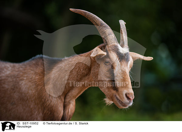Hausziege / goat / SST-10952