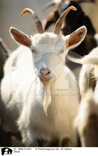 Ziege / goat / MHE-01061