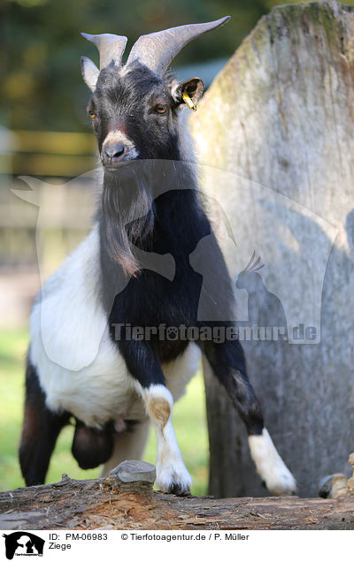 Ziege / goat / PM-06983