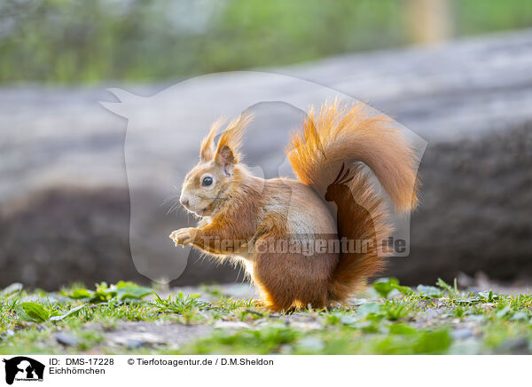 Eichh�rnchen / squirrel / DMS-17228