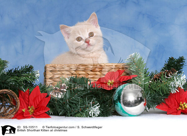 British Shorthair Kitten at christmas / SS-10511