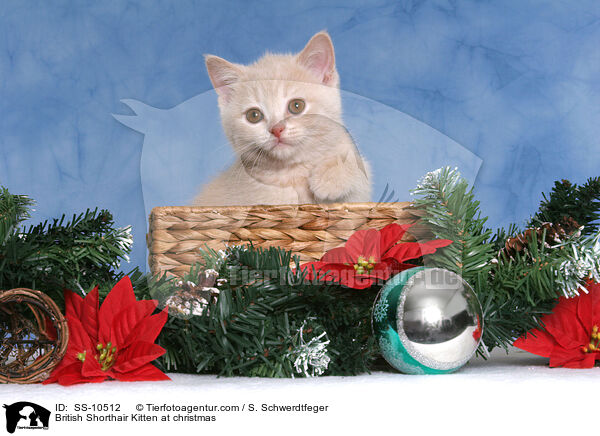 British Shorthair Kitten at christmas / SS-10512