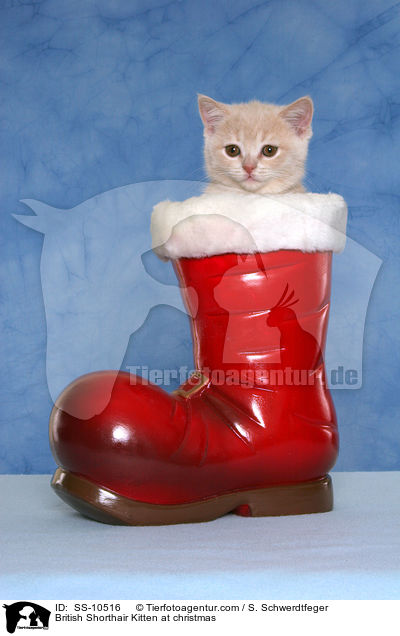 British Shorthair Kitten at christmas / SS-10516