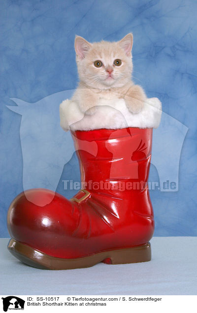 British Shorthair Kitten at christmas / SS-10517